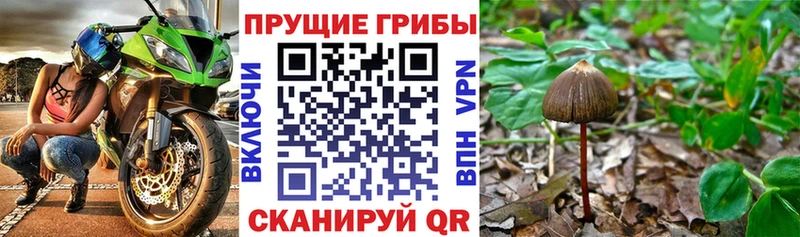 Галлюциногенные грибы мицелий Калач